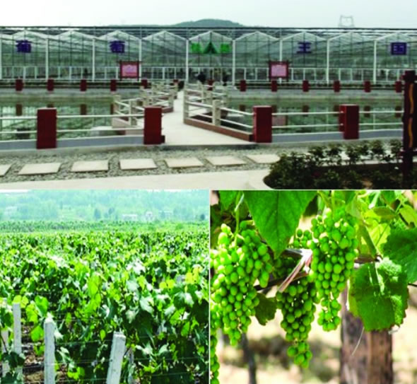 佳昊葡萄产业示范园